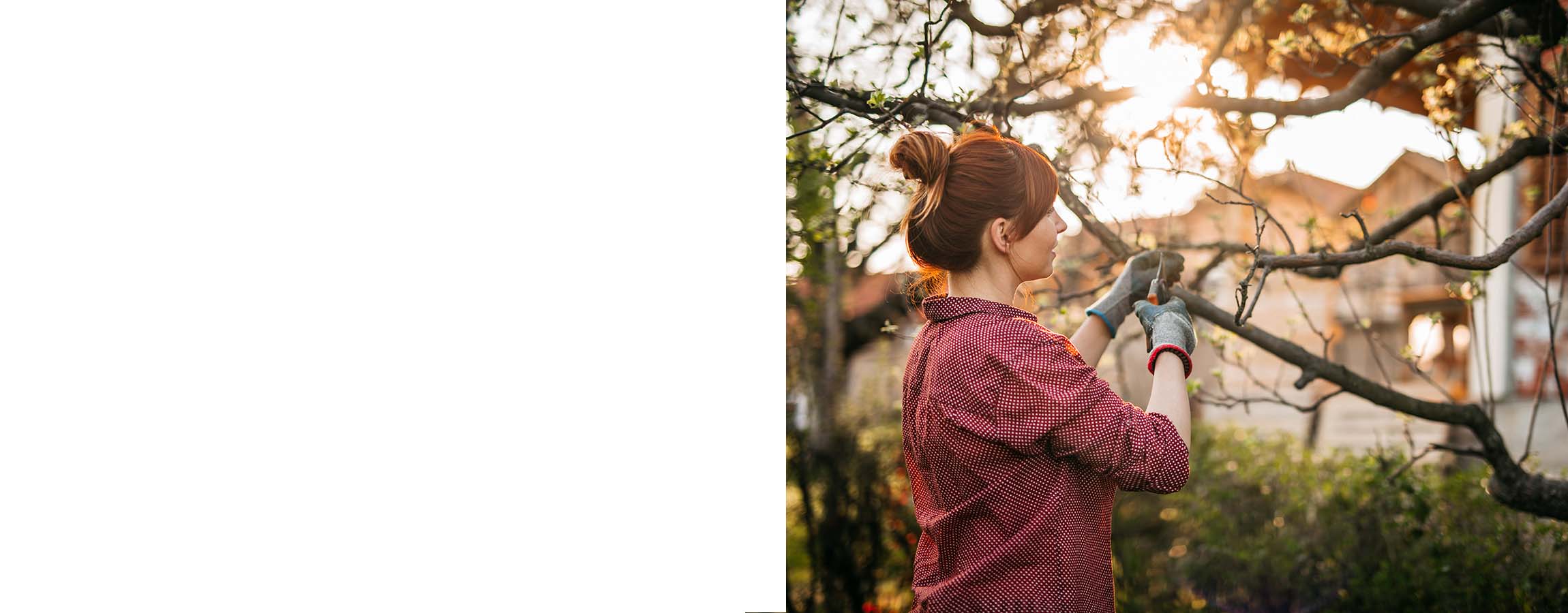 How to dispose of tree branches etc_feature.jpg