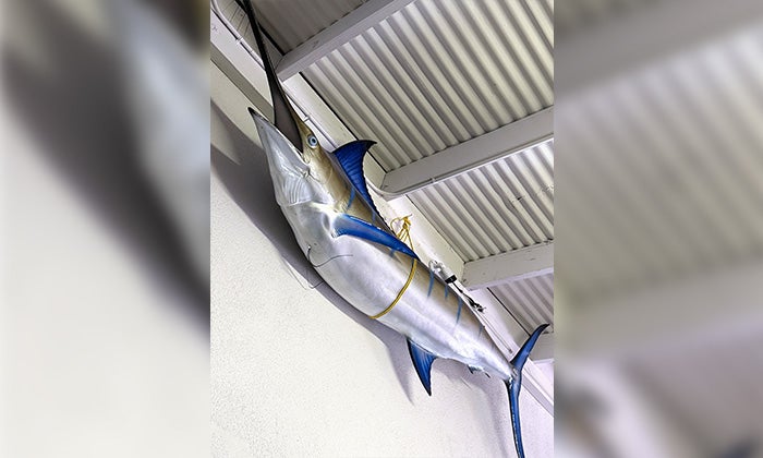 A marlin on a wall